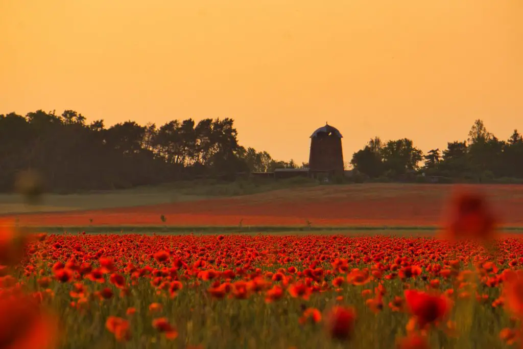 Spiritual significance of the red poppy flower?