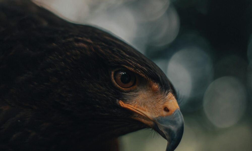 What is the spiritual significance of seeing a hawk in your dreams?