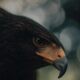 What is the spiritual significance of seeing a hawk in your dreams?
