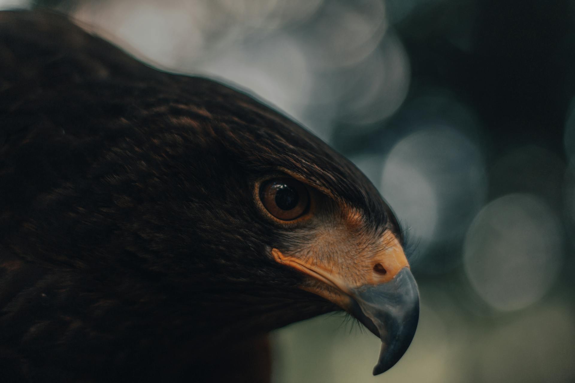 What is the spiritual significance of seeing a hawk in your dreams?