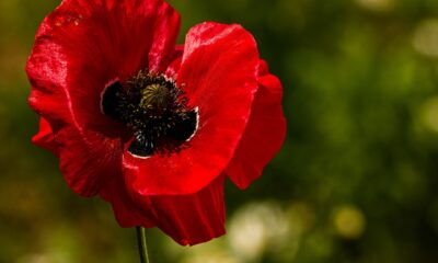 What is the spiritual significance of the red poppy flower?