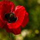What is the spiritual significance of the red poppy flower?