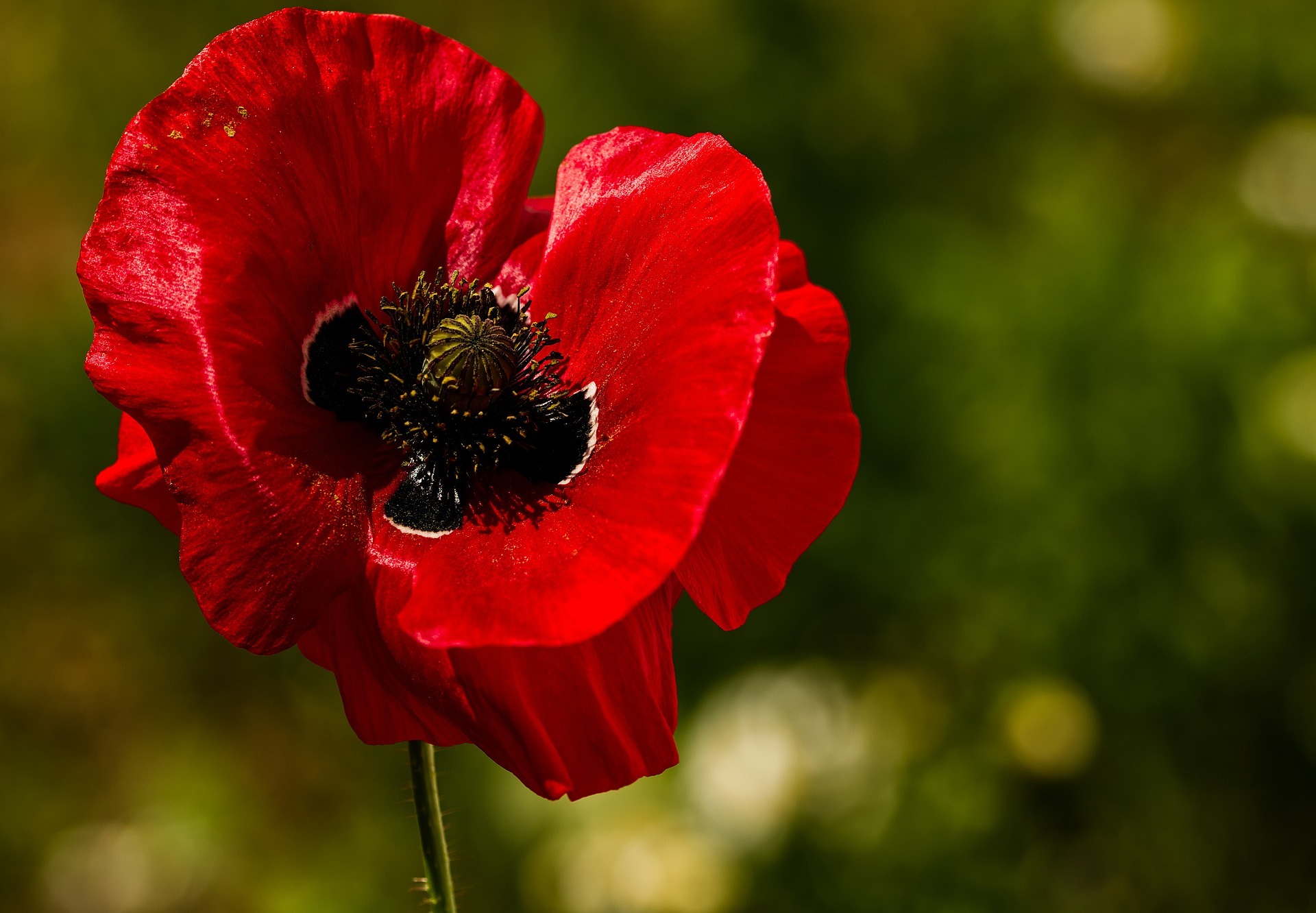 What is the spiritual significance of the red poppy flower?