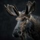 Spiritual Meaning of Seeing a Moose in Your Dreams