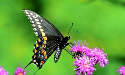 Spiritual Meaning the Black Swallowtail Butterfly
