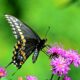 Spiritual Meaning the Black Swallowtail Butterfly