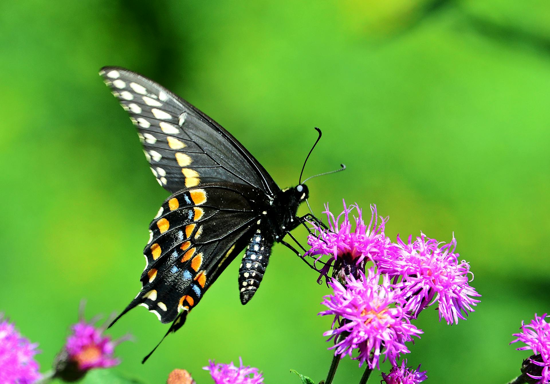 Spiritual Meaning the Black Swallowtail Butterfly