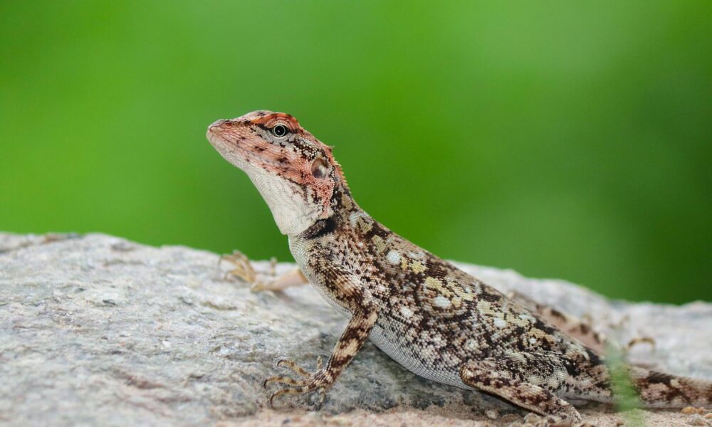 Spiritual Significance of Finding Lizard in House