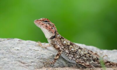Spiritual Significance of Finding Lizard in House