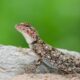 Spiritual Significance of Finding Lizard in House