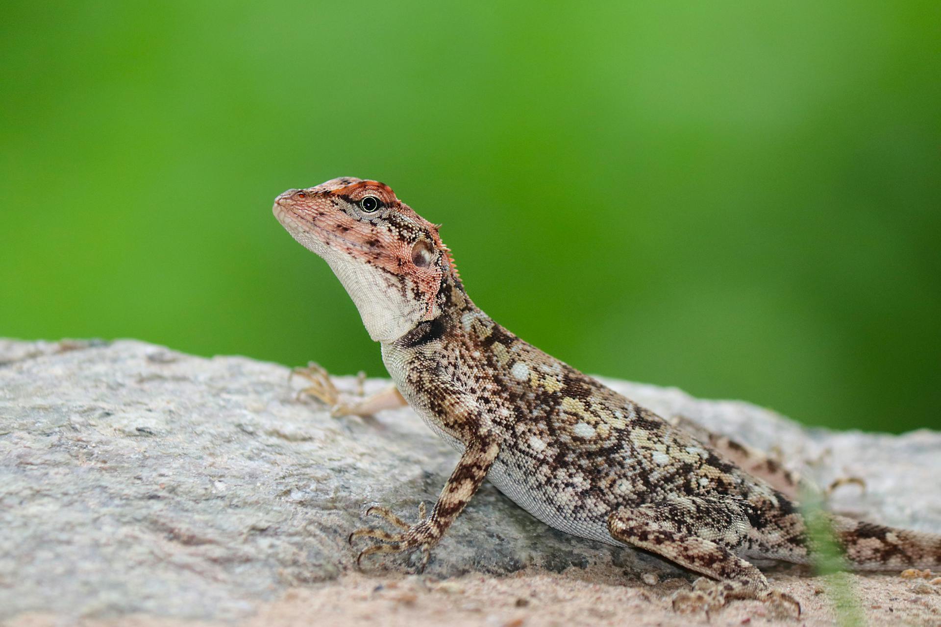 Spiritual Significance of Finding Lizard in House