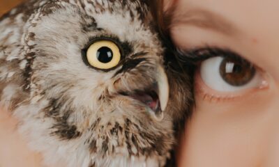 Spiritual Significance of an Owl Hooting during the day