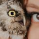 Spiritual Significance of an Owl Hooting during the day