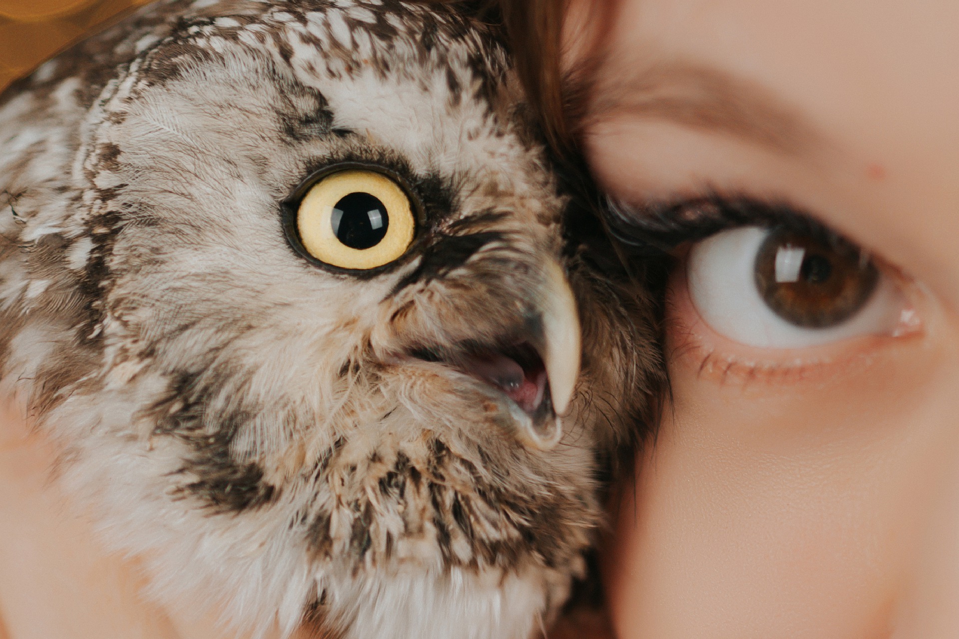 Spiritual Significance of an Owl Hooting during the day