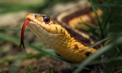 The Spiritual Significance of Running Over a Snake