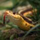 The Spiritual Significance of Running Over a Snake