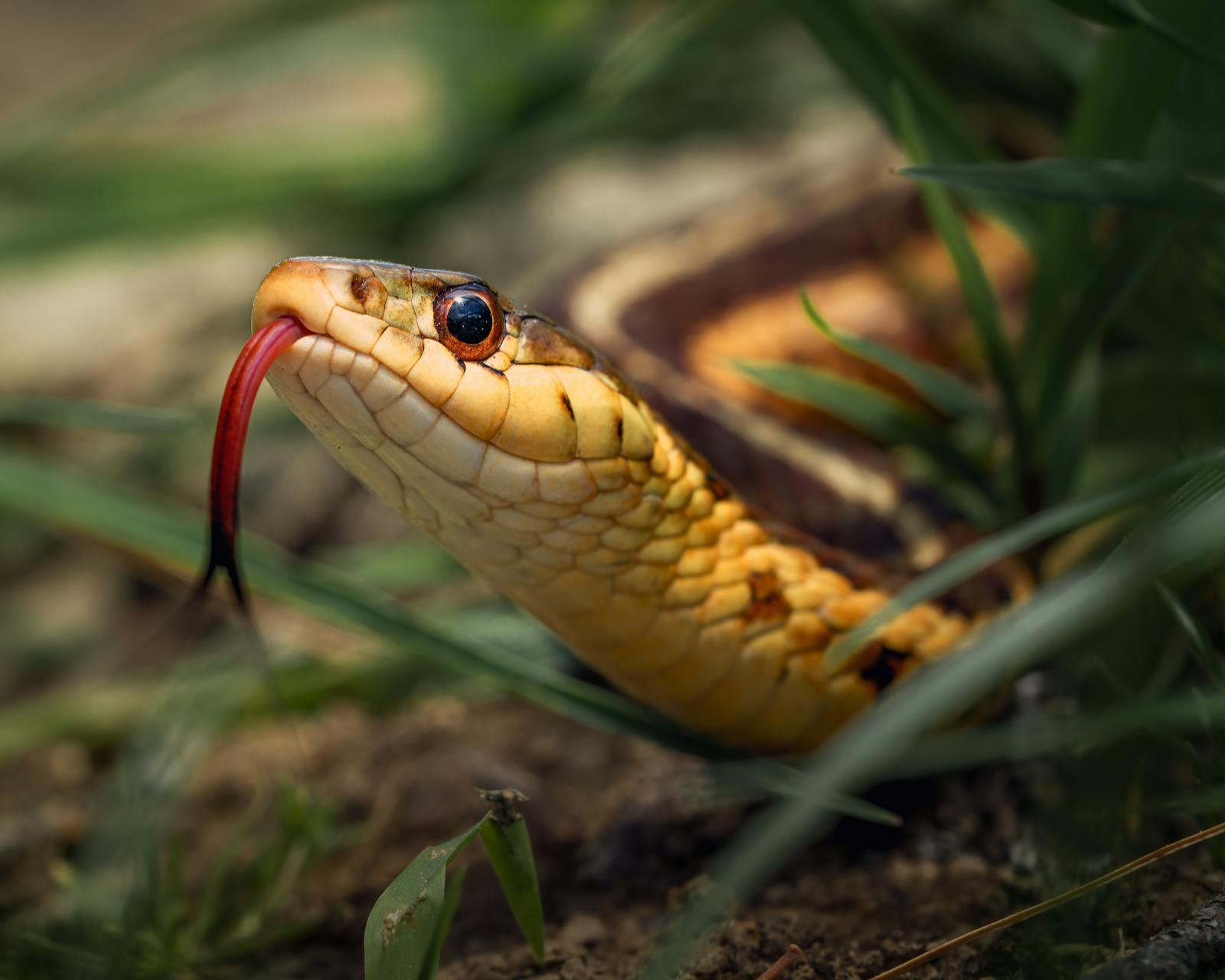 The Spiritual Significance of Running Over a Snake
