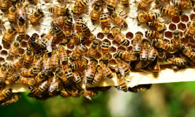 The Spiritual Symbolism of Bees Landing on You