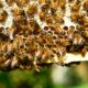 The Spiritual Symbolism of Bees Landing on You