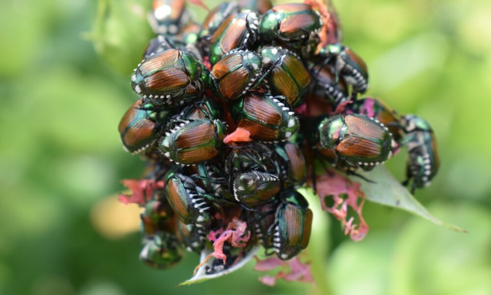 The Spiritual Symbolism of the Scarab Beetle