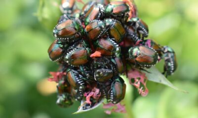 The Spiritual Symbolism of the Scarab Beetle