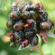 The Spiritual Symbolism of the Scarab Beetle
