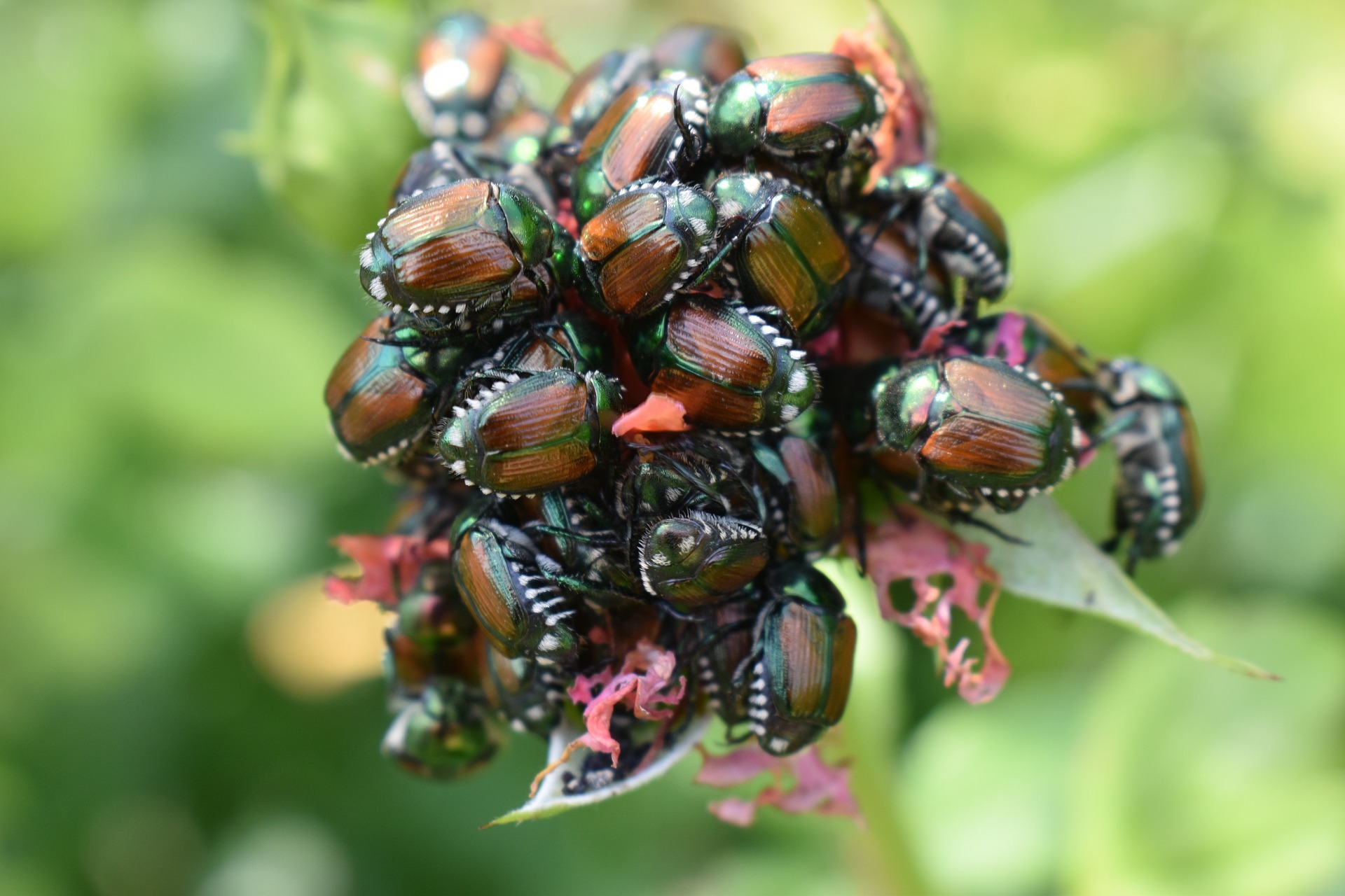 The Spiritual Symbolism of the Scarab Beetle