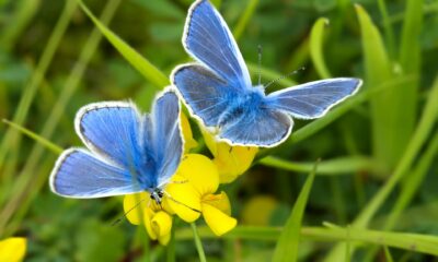 What is the spiritual significance of butterflies