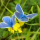 What is the spiritual significance of butterflies