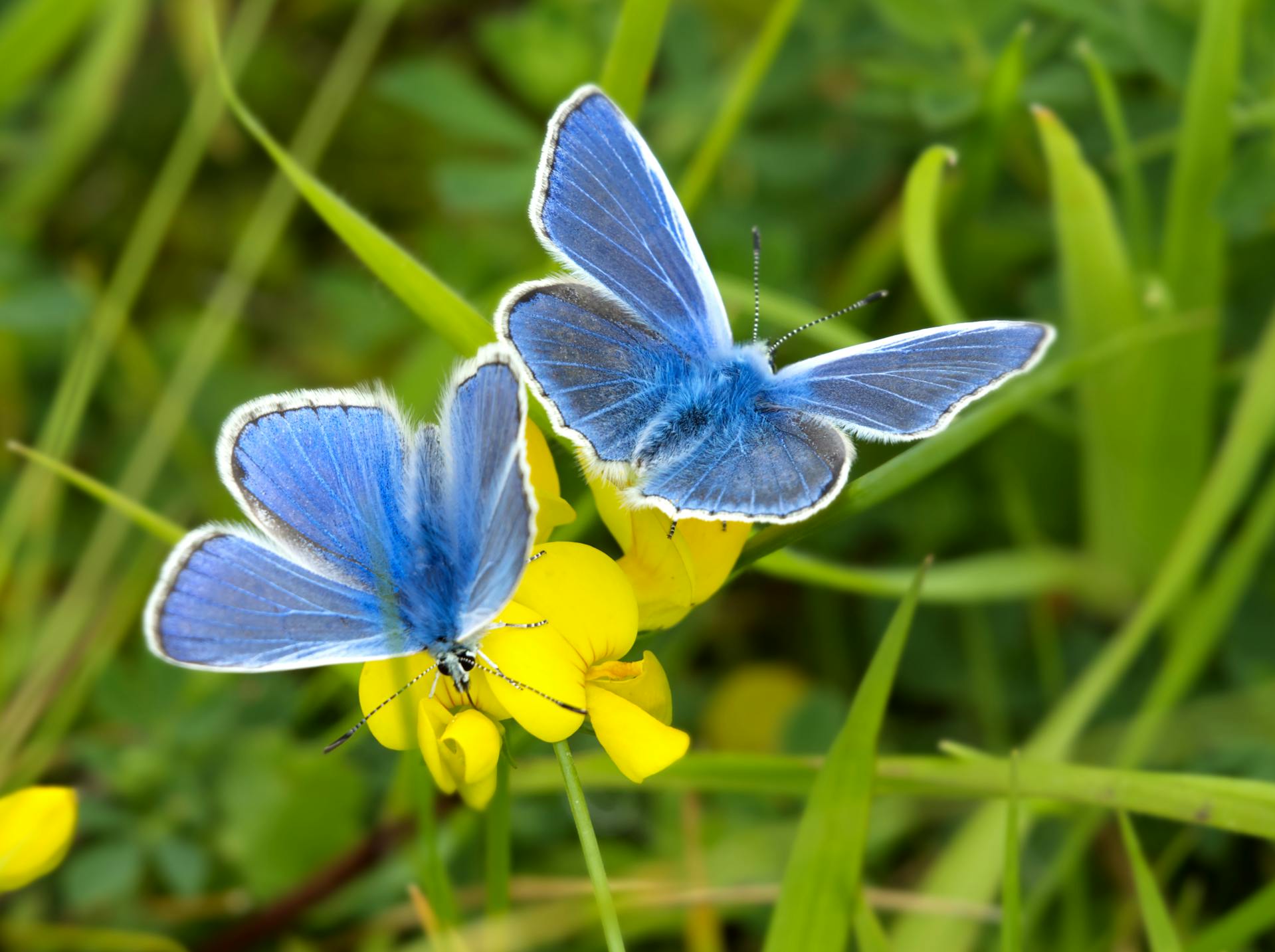 What is the spiritual significance of butterflies