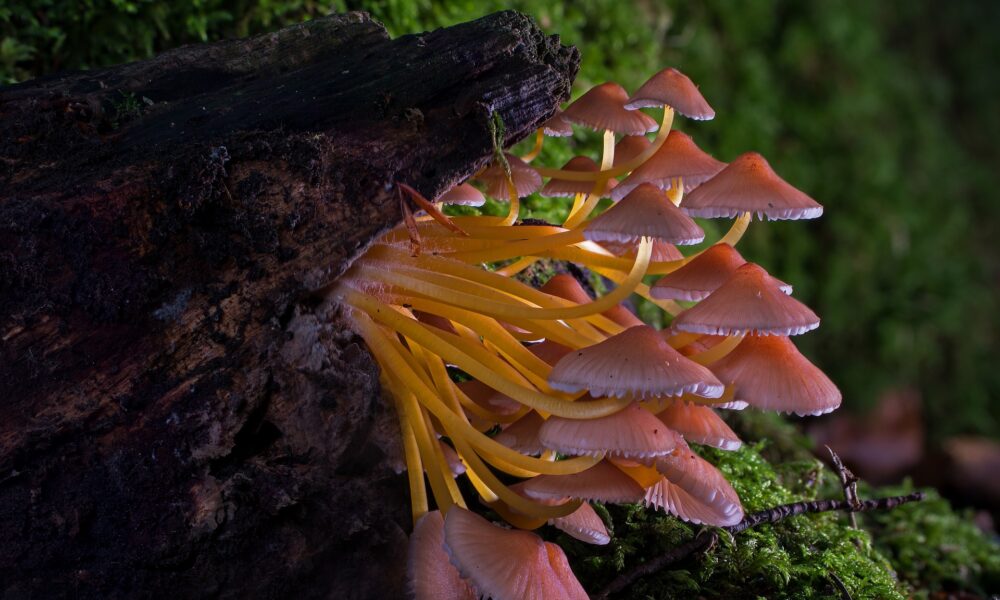 What is the spiritual significance of mushrooms