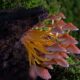 What is the spiritual significance of mushrooms