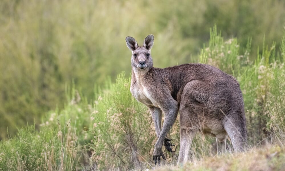 What is the spiritual significance of the kangaroo