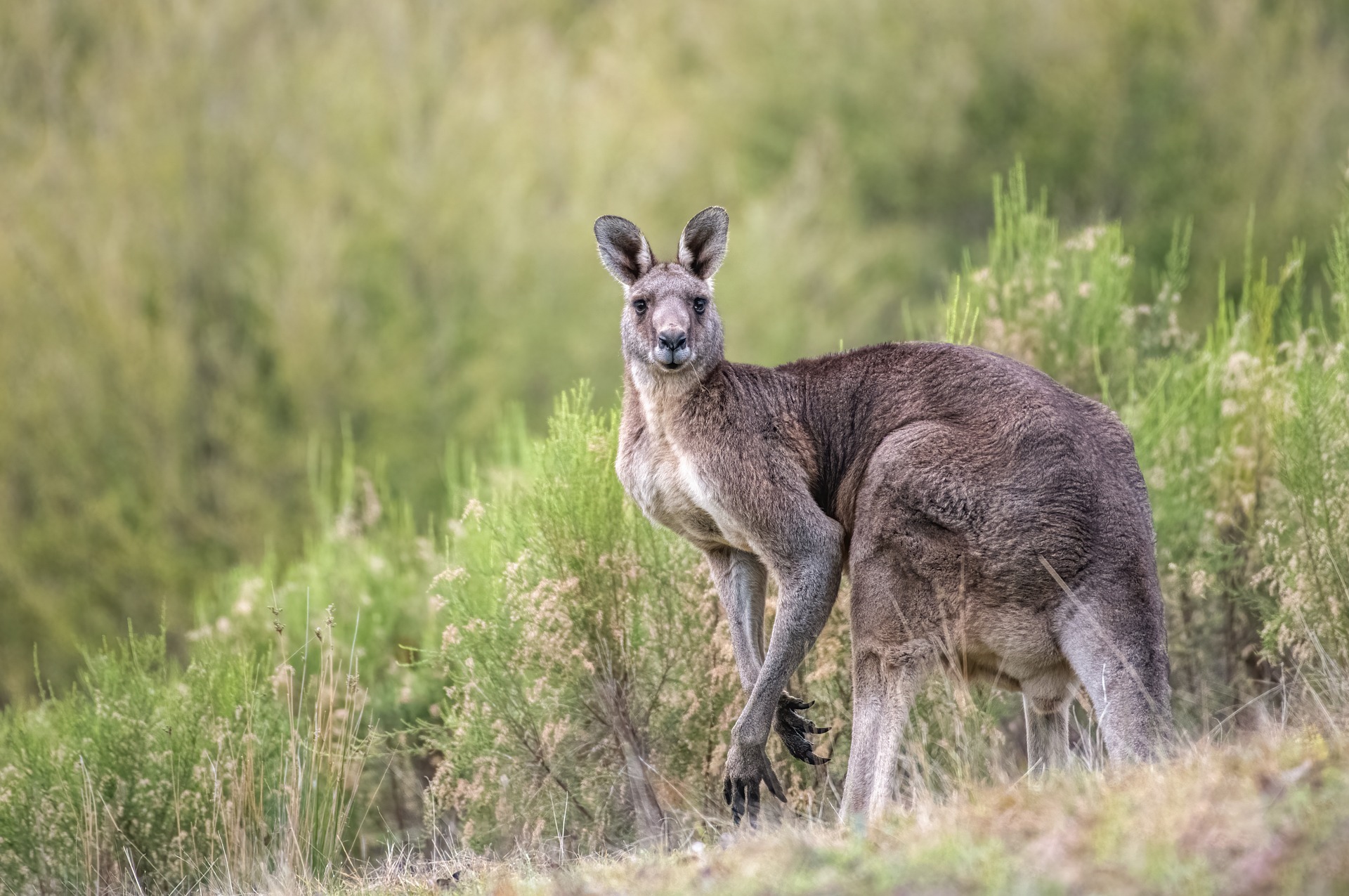 What is the spiritual significance of the kangaroo