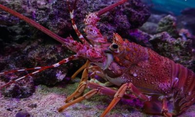 What Does it Mean to Dream of a Lobster