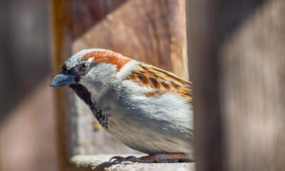 The Significance of a Bird Tapping on Your Window