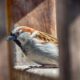The Significance of a Bird Tapping on Your Window