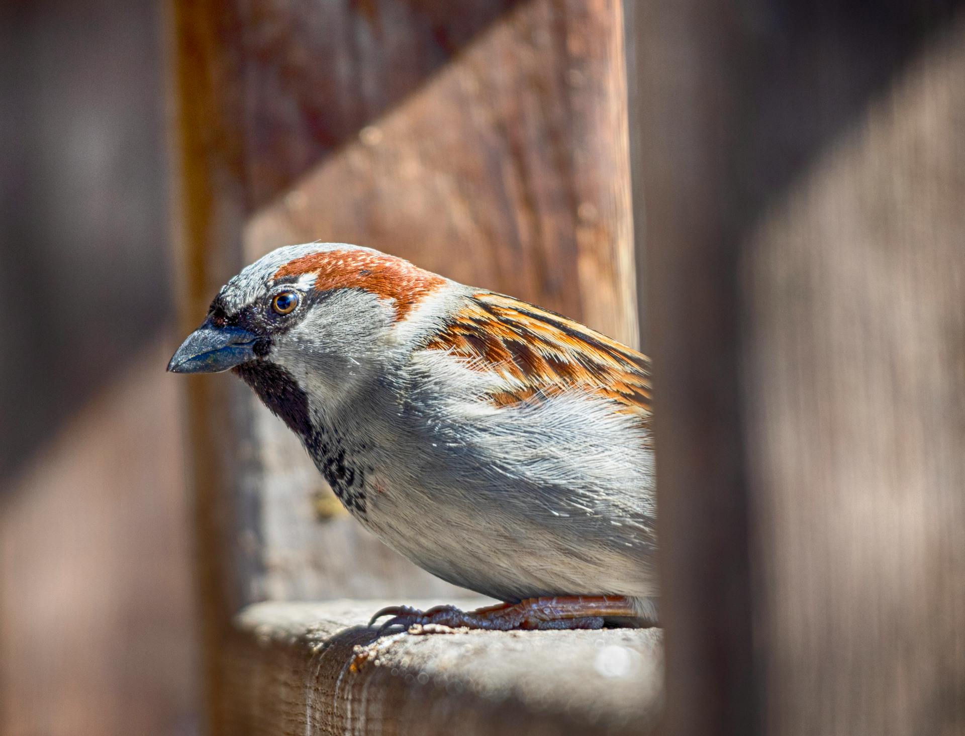 The Significance of a Bird Tapping on Your Window