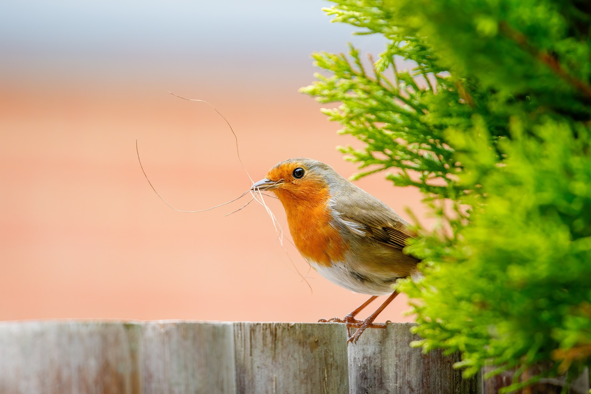 What is the significance of a bird tapping on your window - Zen Spirity