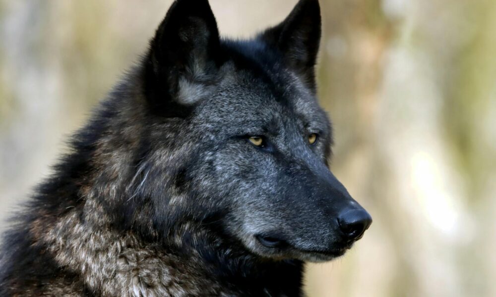 The Spiritual Meaning Behind the Black Wolf