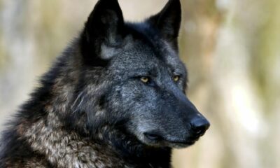 The Spiritual Meaning Behind the Black Wolf