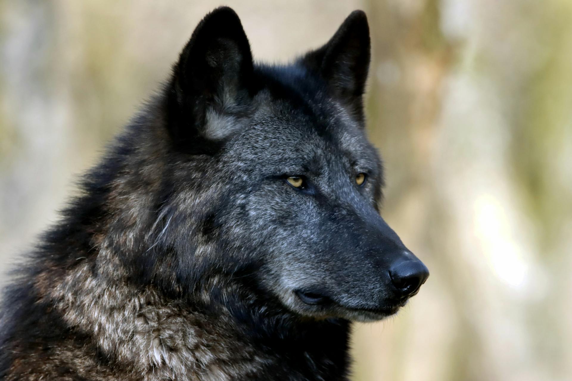 The Spiritual Meaning Behind the Black Wolf