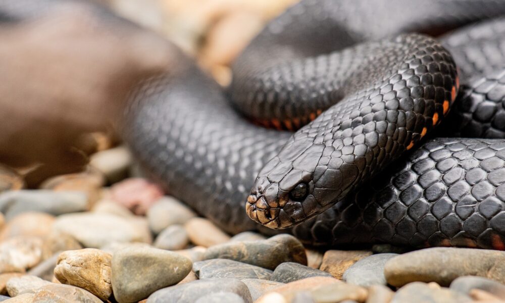 What Does It Mean to Dream of Black Snakes