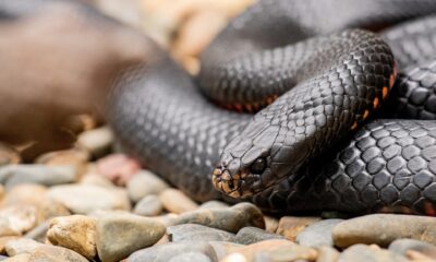What Does It Mean to Dream of Black Snakes