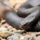 What Does It Mean to Dream of Black Snakes