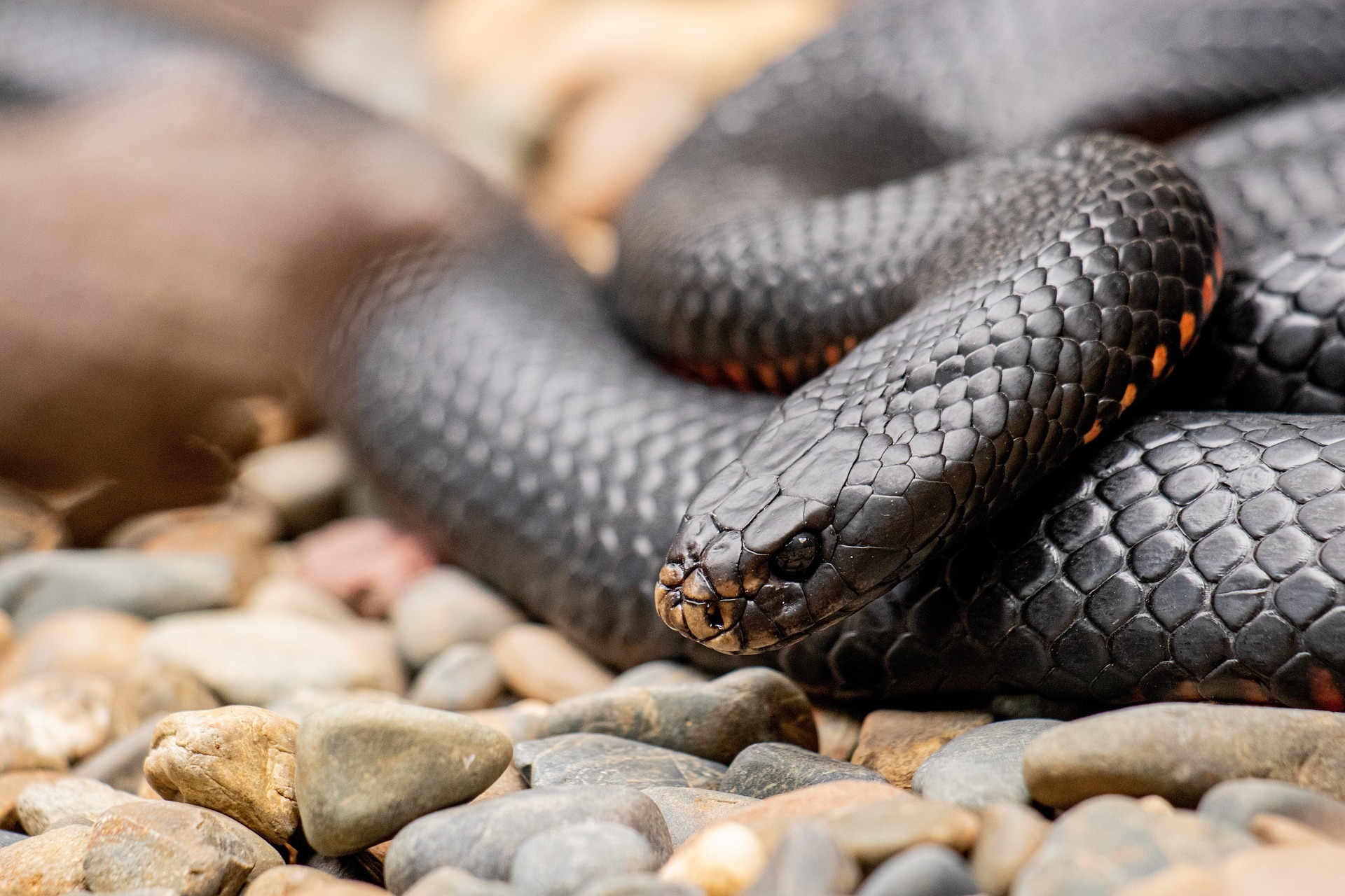 What Does It Mean to Dream of Black Snakes