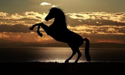 black horse,horse,black,dark horse,horses,black horse honey,black horse rescue,black horse breeds,black and white horse,black horse breed name,black horses running,black horse and a cherry tree,black horse and the cherry tree,katy perry dark horse,black hors,black horse and the cherry tree vevo,horse race,dark horse lyrics,horses in the back,#horse,dark horse katy perry,girl and horse,all horses,brave horse,black pearl,horse types
