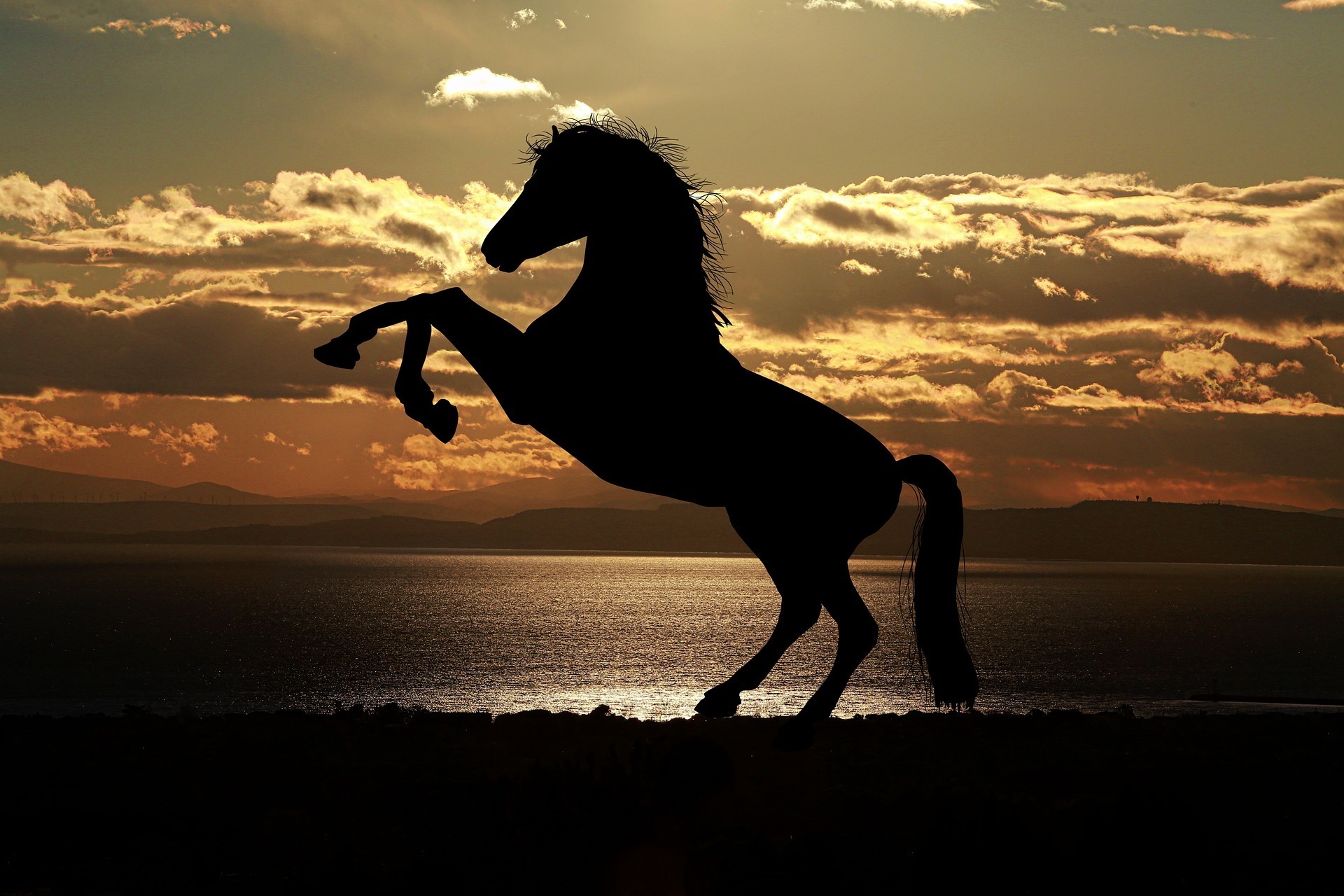 black horse,horse,black,dark horse,horses,black horse honey,black horse rescue,black horse breeds,black and white horse,black horse breed name,black horses running,black horse and a cherry tree,black horse and the cherry tree,katy perry dark horse,black hors,black horse and the cherry tree vevo,horse race,dark horse lyrics,horses in the back,#horse,dark horse katy perry,girl and horse,all horses,brave horse,black pearl,horse types
