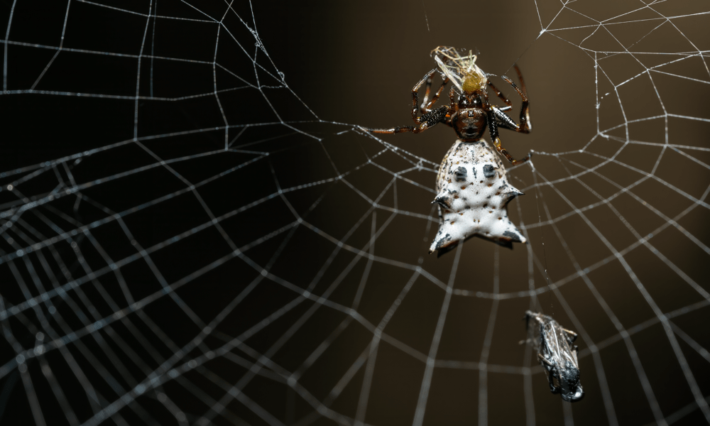 What is the spiritual significance of orb weavers