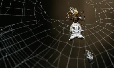 What is the spiritual significance of orb weavers